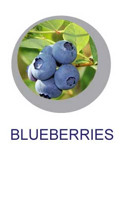 Athens Ga blueberries farm blueberry
